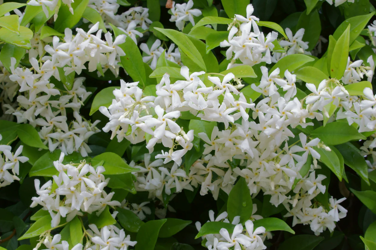 Jasmine Grandiflorum