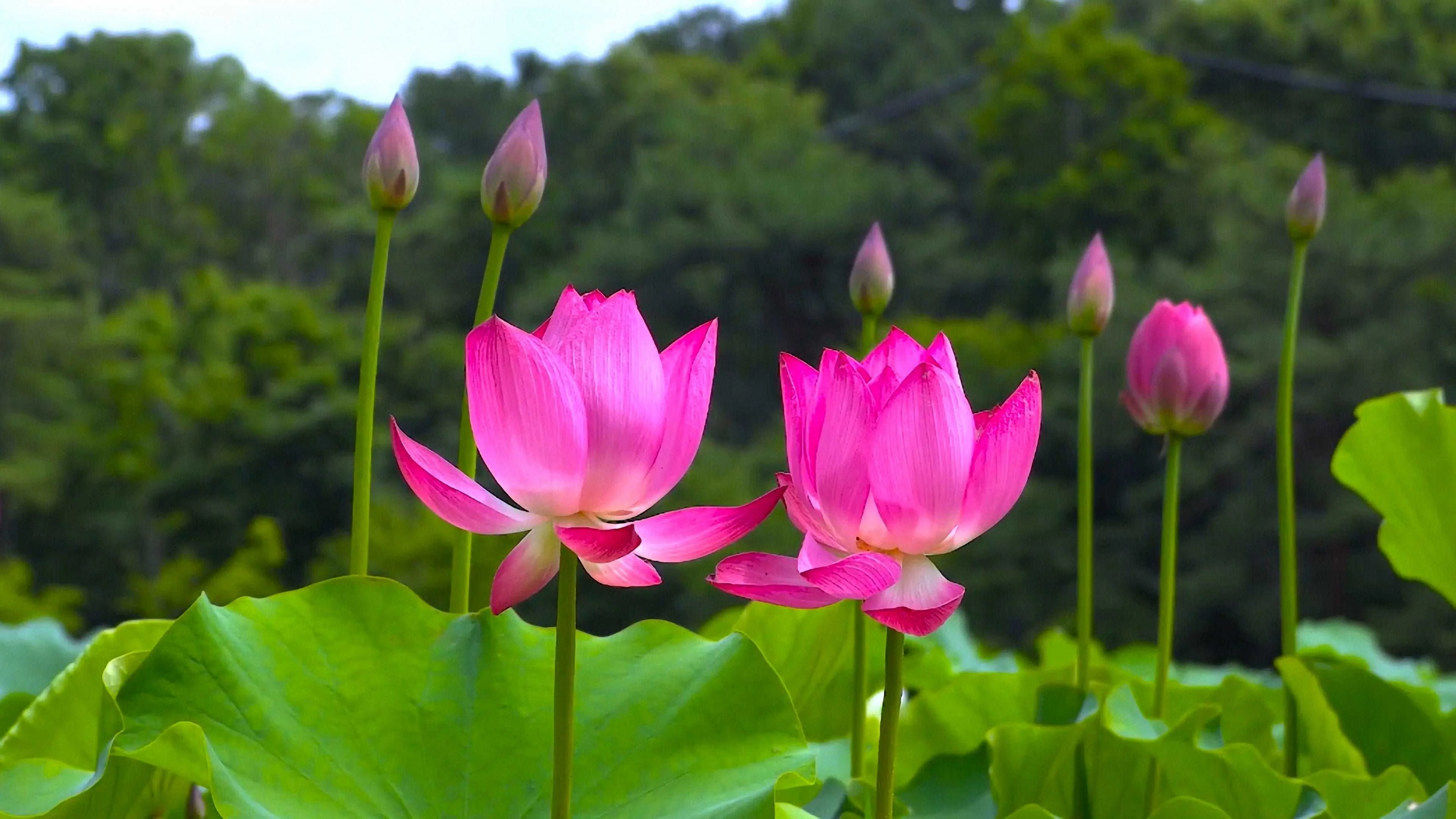 Pink Lotus