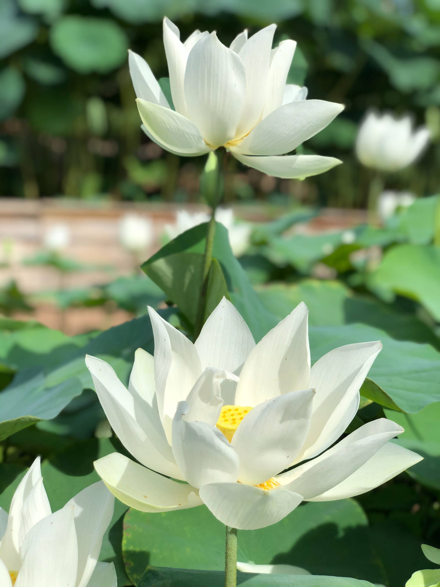 White Lotus